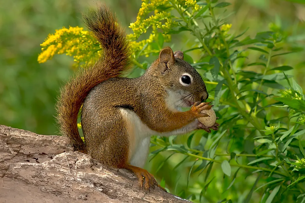 American red squirrel